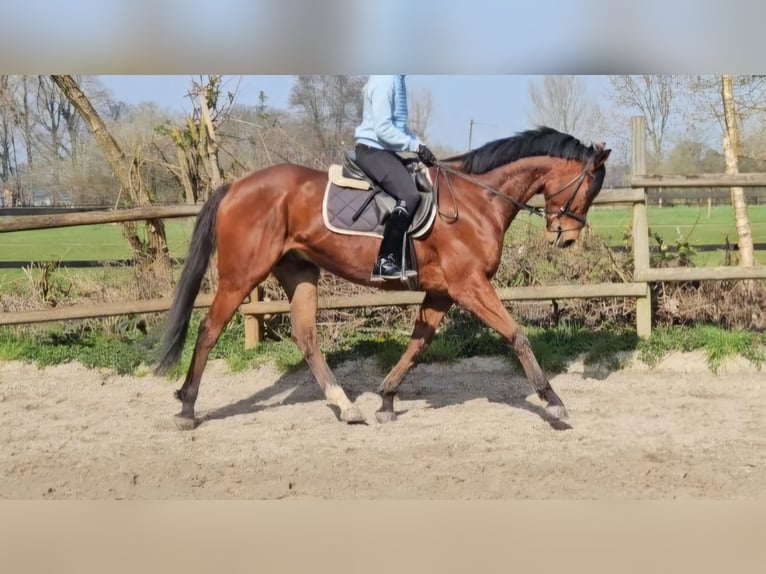 Plus de chevaux à sang chaud Hongre 6 Ans 168 cm Bai in Wachtendonk