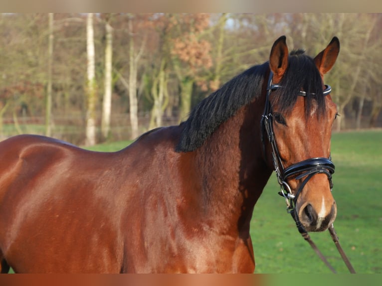 Plus de chevaux à sang chaud Hongre 6 Ans 168 cm Bai in Wachtendonk
