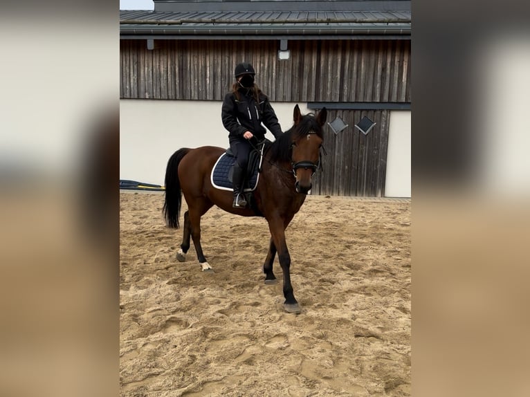 Plus de chevaux à sang chaud Hongre 6 Ans 168 cm Bai in Daleiden