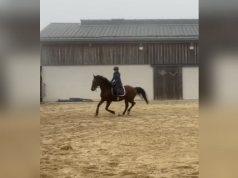 Plus de chevaux à sang chaud Hongre 6 Ans 168 cm Bai in Daleiden