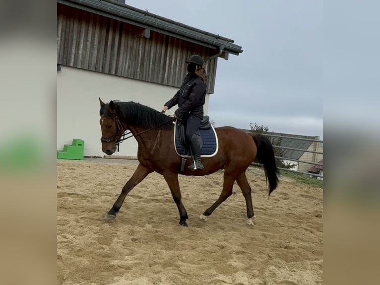 Plus de chevaux à sang chaud Hongre 6 Ans 168 cm Bai in Daleiden