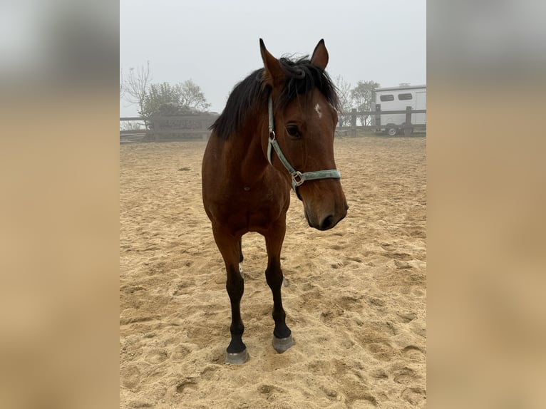 Plus de chevaux à sang chaud Hongre 6 Ans 168 cm Bai in Daleiden