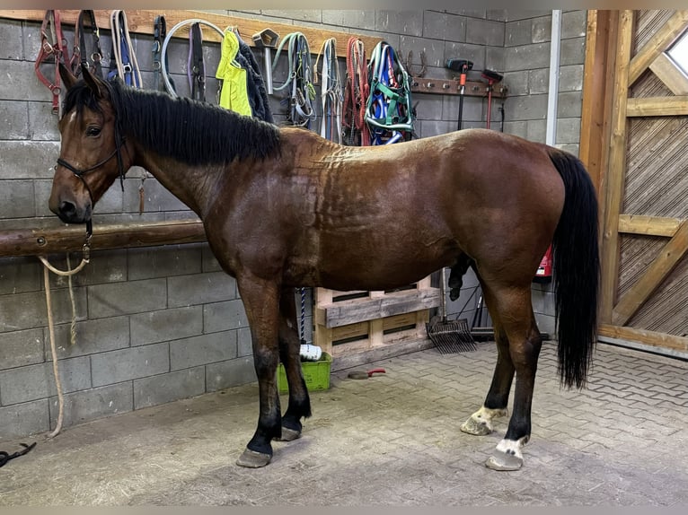 Plus de chevaux à sang chaud Hongre 6 Ans 168 cm Bai in Daleiden