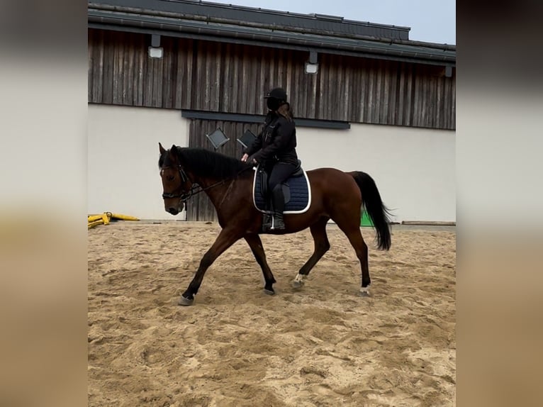 Plus de chevaux à sang chaud Hongre 6 Ans 168 cm Bai in Daleiden