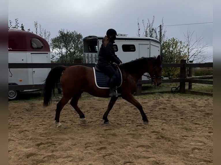 Plus de chevaux à sang chaud Hongre 6 Ans 168 cm Bai in Daleiden