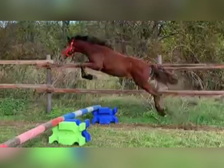 Plus de chevaux à sang chaud Hongre 6 Ans 168 cm Bai in Mücheln (Geiseltal)