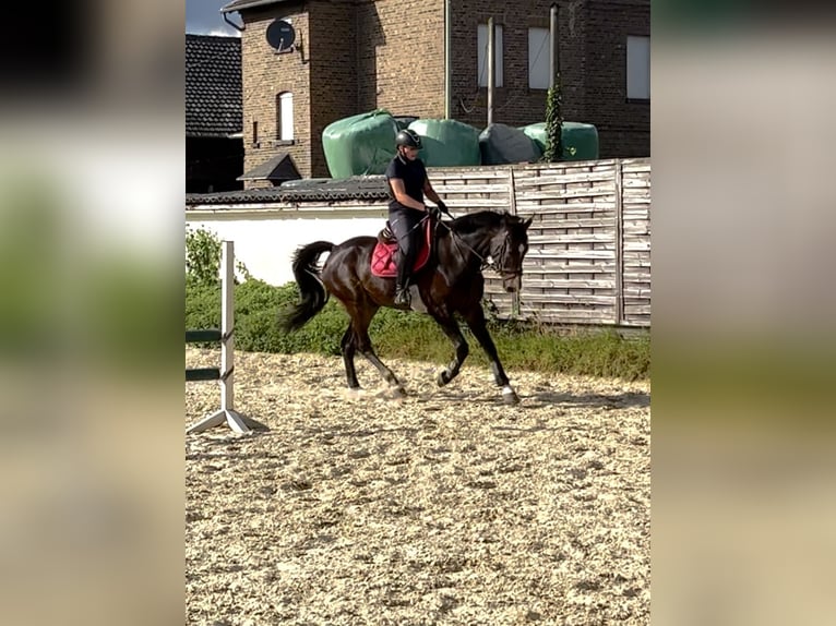 Plus de chevaux à sang chaud Hongre 6 Ans 170 cm Bai brun in Vettweiß