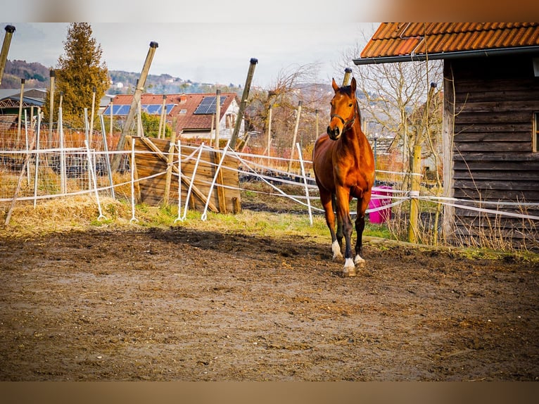 Plus de chevaux à sang chaud Hongre 6 Ans 170 cm Bai in Stubenberg