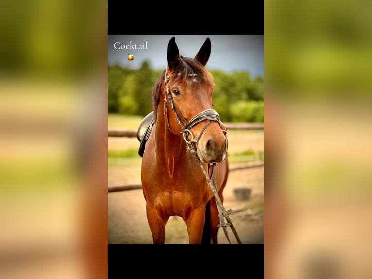 Plus de chevaux à sang chaud Hongre 6 Ans 170 cm Bai in Bexbach