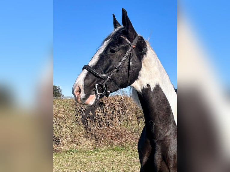 Plus de chevaux à sang chaud Hongre 6 Ans 170 cm Pinto in B&#xFC;ckeburg Evesen