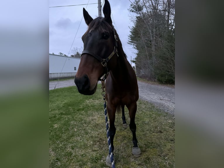 Plus de chevaux à sang chaud Hongre 6 Ans 173 cm Bai cerise in Plympton