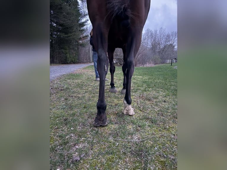 Plus de chevaux à sang chaud Hongre 6 Ans 173 cm Bai cerise in Plympton