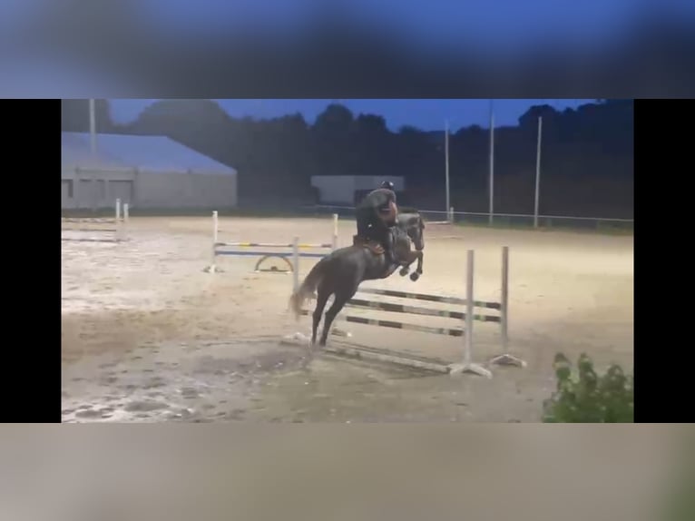 Plus de chevaux à sang chaud Hongre 6 Ans 173 cm Gris in Troisvierges