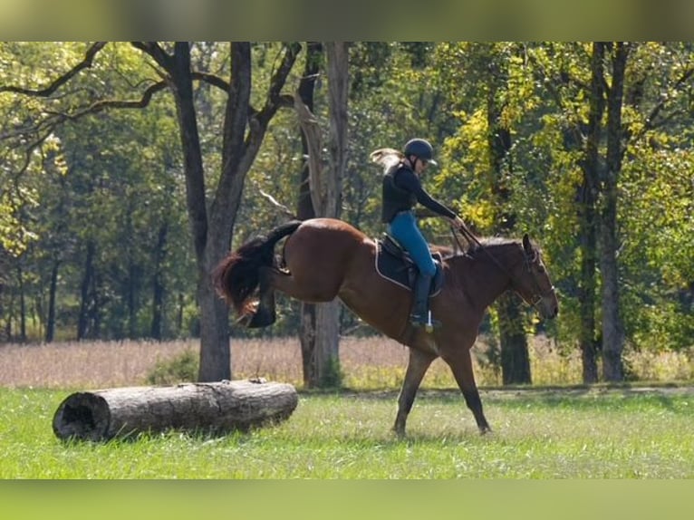 Plus de chevaux à sang chaud Croisé Hongre 6 Ans 175 cm Bai cerise in Clover