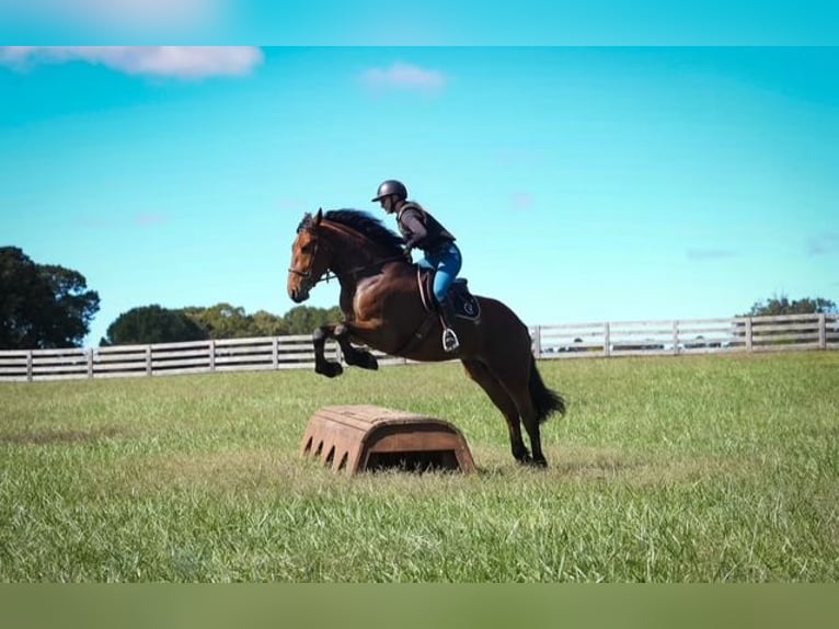 Plus de chevaux à sang chaud Croisé Hongre 6 Ans 175 cm Bai cerise in Clover