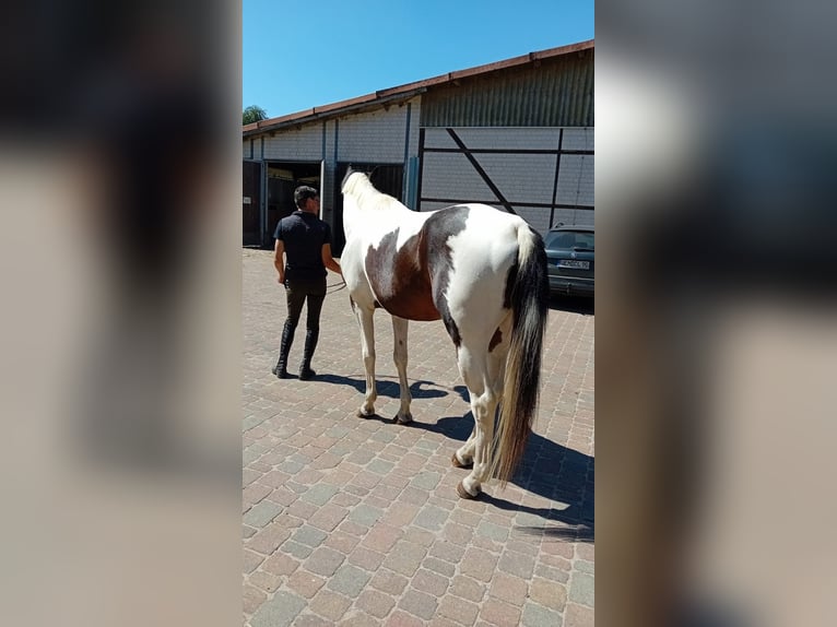 Plus de chevaux à sang chaud Hongre 6 Ans 175 cm Pinto in Kunow