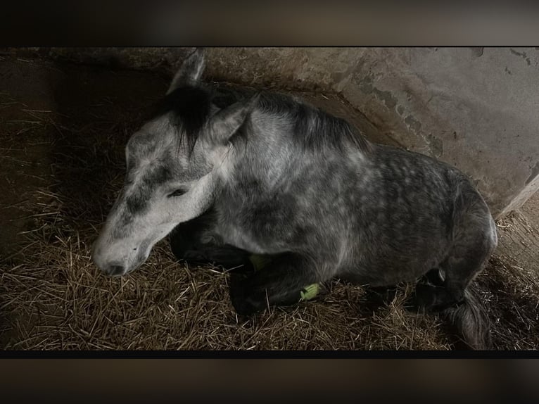 Plus de chevaux à sang chaud Hongre 7 Ans 153 cm Gris pommelé in Roes