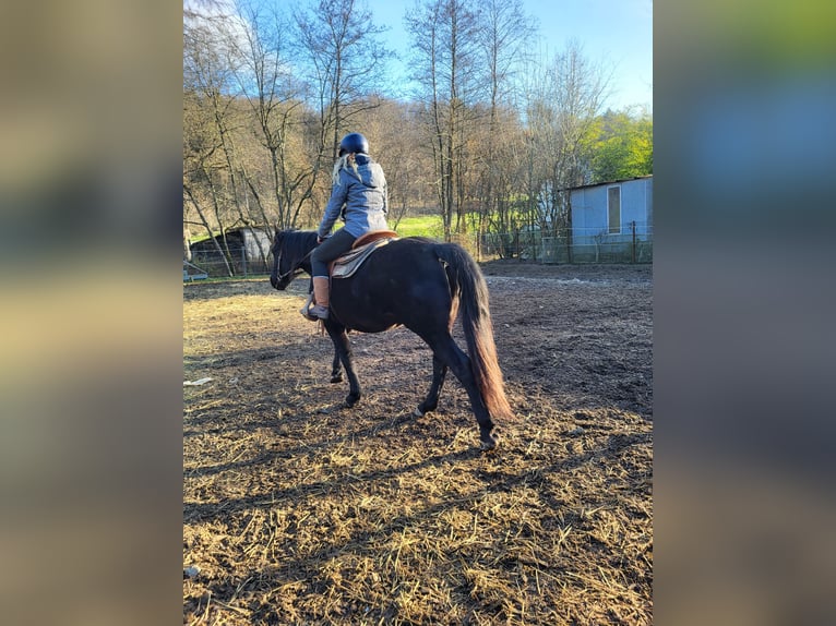 Plus de chevaux à sang chaud Hongre 7 Ans 153 cm Noir in Heiligenkreuz im Lafnitztal