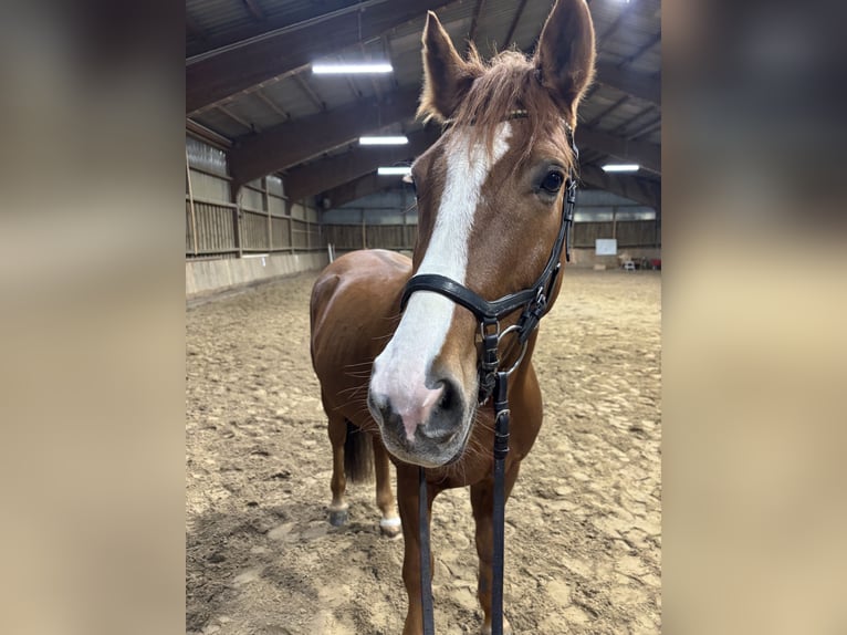 Plus de chevaux à sang chaud Hongre 7 Ans 155 cm Alezan in Herford