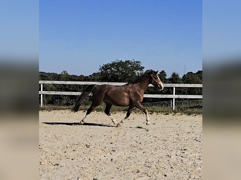 Plus de chevaux à sang chaud Croisé Hongre 7 Ans 155 cm Alezan in Jelenia Góra