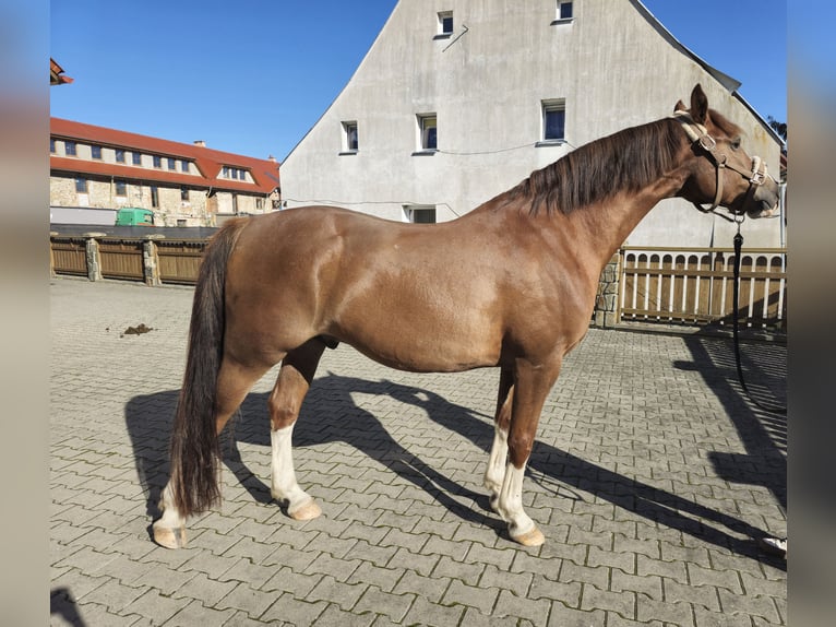 Plus de chevaux à sang chaud Croisé Hongre 7 Ans 155 cm Alezan in Jelenia Góra