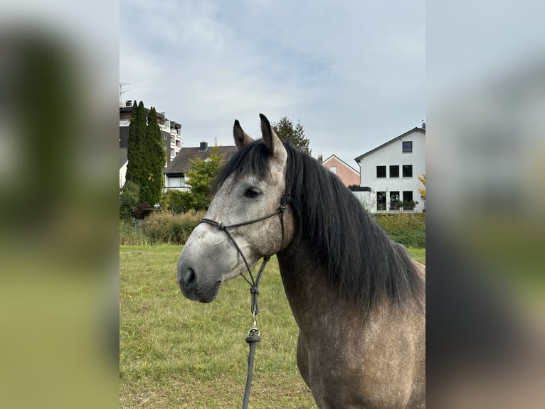 Plus de chevaux à sang chaud Hongre 7 Ans 155 cm Gris pommelé in Rain