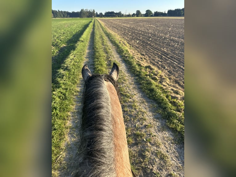 Plus de chevaux à sang chaud Hongre 7 Ans 155 cm Gris pommelé in Rain