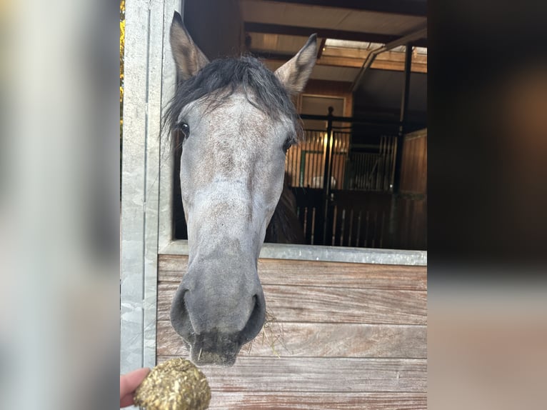 Plus de chevaux à sang chaud Hongre 7 Ans 155 cm Gris pommelé in Rain