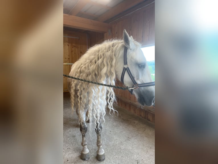 Plus de chevaux à sang chaud Hongre 7 Ans 157 cm Gris pommelé in Klam