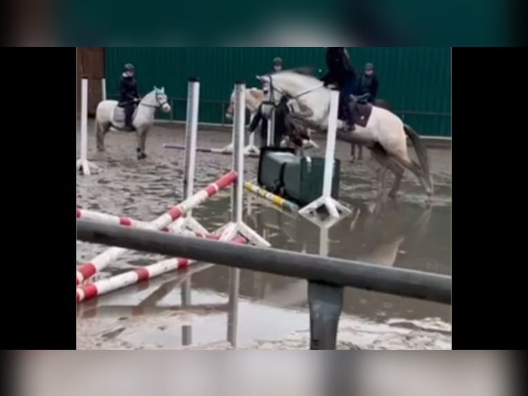 Plus de chevaux à sang chaud Croisé Hongre 7 Ans 158 cm in Köln