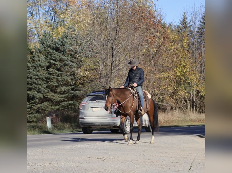 Plus de chevaux à sang chaud Hongre 7 Ans 160 cm Bai cerise in Howell