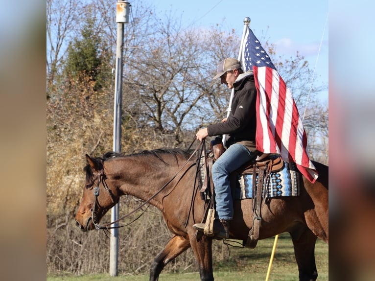 Plus de chevaux à sang chaud Hongre 7 Ans 160 cm Bai cerise in Howell