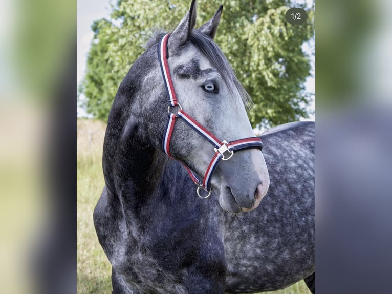 Plus de chevaux à sang chaud Hongre 7 Ans 160 cm Gris in Freiberg