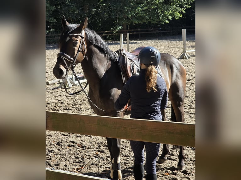 Plus de chevaux à sang chaud Hongre 7 Ans 161 cm Bai brun in Braunschweig