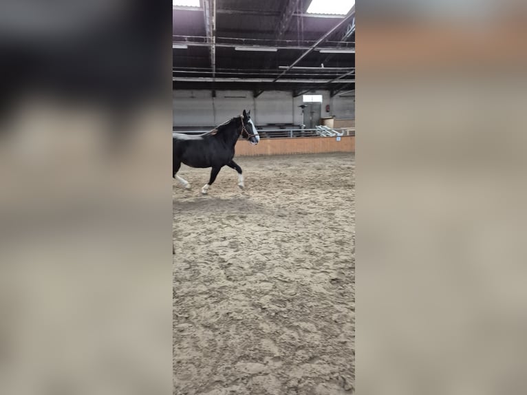 Plus de chevaux à sang chaud Croisé Hongre 7 Ans 162 cm Sabino in Fredenbeck