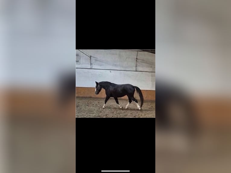 Plus de chevaux à sang chaud Croisé Hongre 7 Ans 162 cm Sabino in Deinste