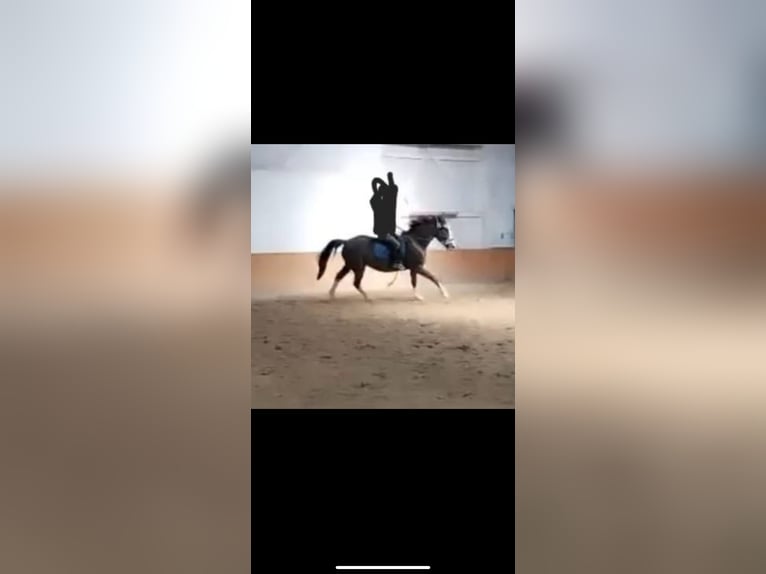 Plus de chevaux à sang chaud Croisé Hongre 7 Ans 162 cm Sabino in Deinste
