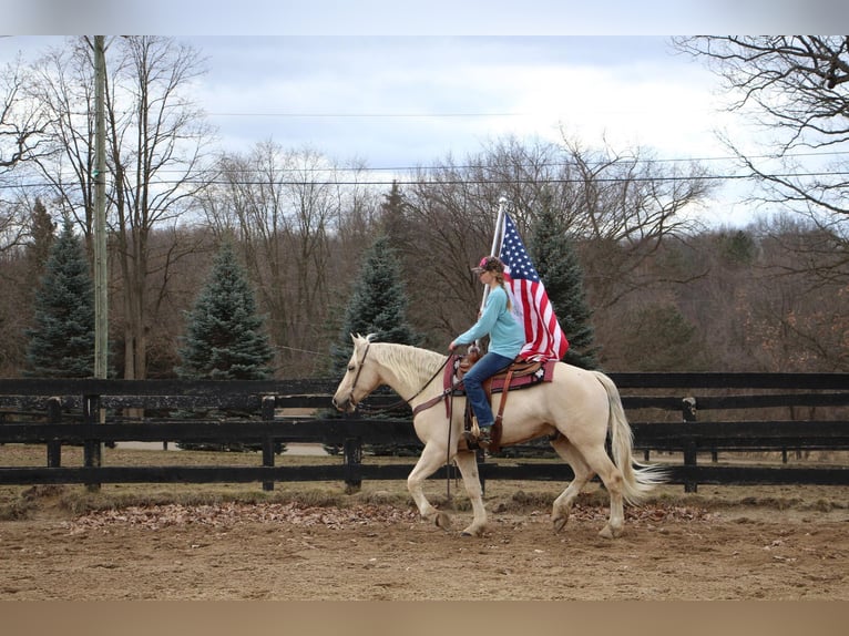 Plus de chevaux à sang chaud Hongre 7 Ans 163 cm Palomino in Highland MI