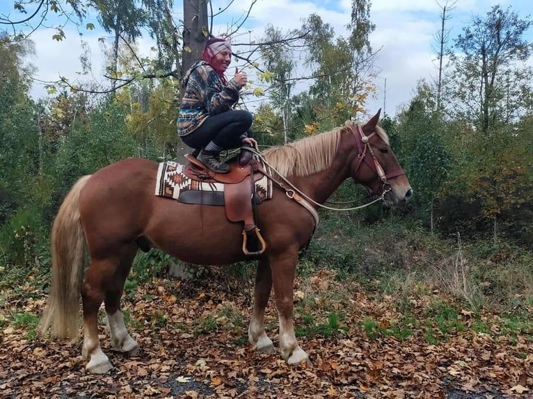 Plus de chevaux à sang chaud Croisé Hongre 7 Ans 164 cm Alezan brûlé in Linkenbach