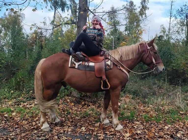 Plus de chevaux à sang chaud Croisé Hongre 7 Ans 164 cm Alezan brûlé in Linkenbach