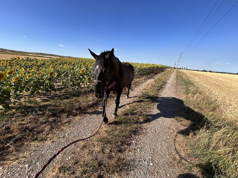 Plus de chevaux à sang chaud Hongre 7 Ans 164 cm Noir in Ollersdorf