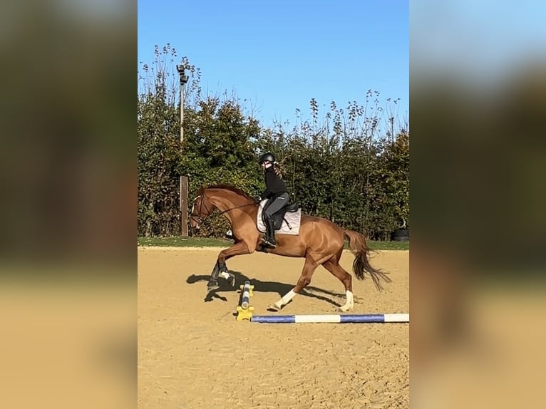 Plus de chevaux à sang chaud Hongre 7 Ans 165 cm Alezan in Löhne