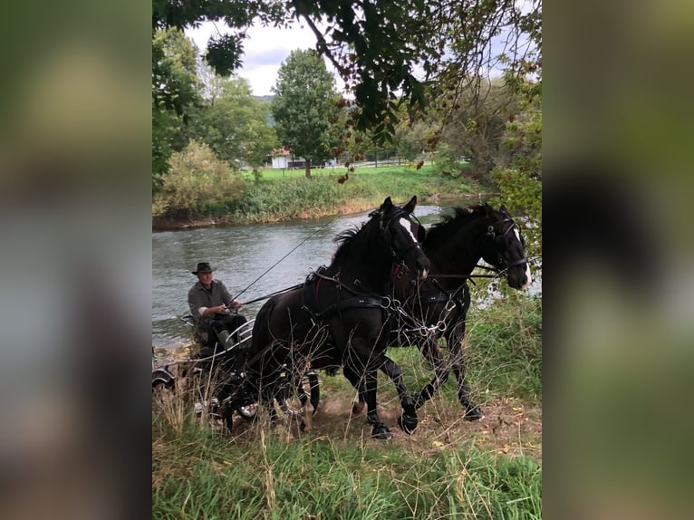 Plus de chevaux à sang chaud Hongre 7 Ans 165 cm Noir in Elze Esbeck