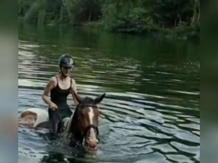 Plus de chevaux à sang chaud Hongre 7 Ans 165 cm Pinto in Moers