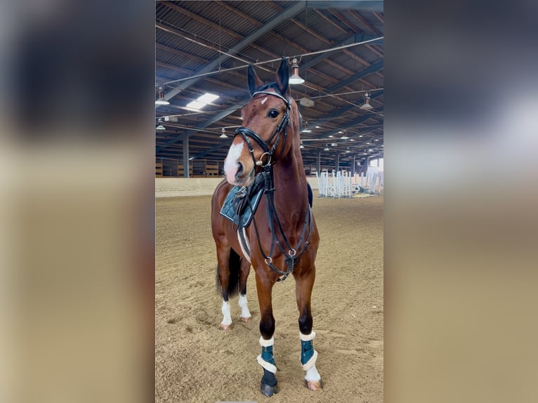 Plus de chevaux à sang chaud Hongre 7 Ans 166 cm Bai in Pelmberg