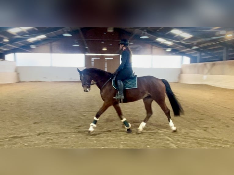 Plus de chevaux à sang chaud Hongre 7 Ans 166 cm Bai in Pelmberg