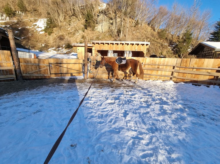 Plus de chevaux à sang chaud Hongre 7 Ans 167 cm Alezan in Piesendorf