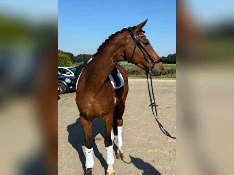 Plus de chevaux à sang chaud Hongre 7 Ans 168 cm Bai in Willich