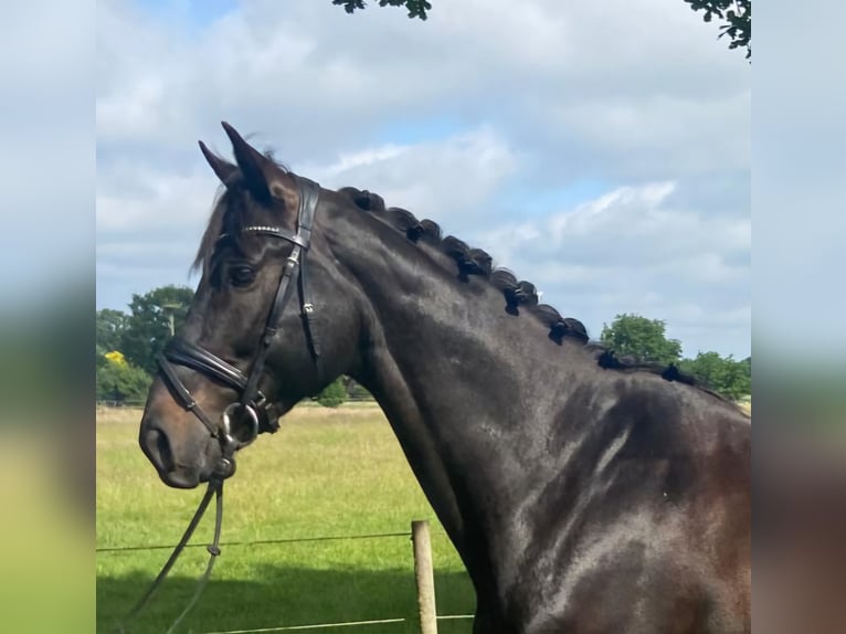 Plus de chevaux à sang chaud Hongre 7 Ans 168 cm Noir in Hopsten