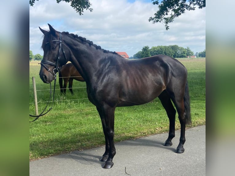 Plus de chevaux à sang chaud Hongre 7 Ans 168 cm Noir in Hopsten